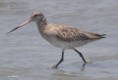 /album/photogallery/bar-tailed-godwit-tanji-reserve-jpg/